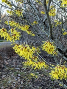 The name witch hazel is a derivation from the Old English “wice” or “wiche” meaning pliant or bendable. Early settlers used the pliable branches to make bows for hunting. The same forked branches also became favorite witching sticks of dowsers, who used them to search for underground water. Nowadays, witch hazel is often used ornamentally as splashes of color during winter. They’re very hardy and are not prone to a lot of diseases.