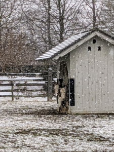 The snow started falling by 10am. It came down fast and strong, but because the temperatures were hovering around 35-degrees Fahrenheit, there wasn't much accumulation - only a couple of inches by day's end. Here are three of my five donkeys keeping watch from their run-in shed. Billie, Jude "JJ" Junior, and Truman "TJ" Junior. Clive and Rufus are out grazing underneath the falling snow.