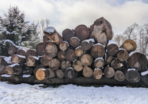 Straight, long logs will be put through a portable sawmill and made into usable lumber boards. Modern sawmills use a motorized saw to cut logs lengthwise to various sizes. If I cannot save a tree, it is comforting to know I can reuse the wood left behind.
