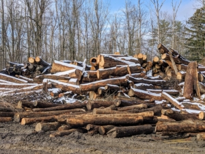 Stumps and other wood will be made into much finer chips. This pile is growing quickly.