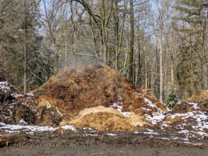 The pile of composting chicken and horse manure, which is filled with nutrients, is smoking. Healthy organisms in the compost will be active and produce steam even in winter.