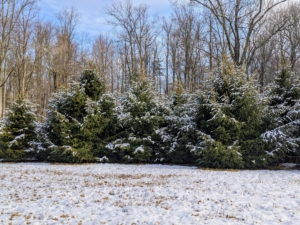 My large composting area is in a field behind my "Christmas tree garden," where I planted 640 Christmas trees about 13-years ago – White Pine, Frasier Fir, Canaan Fir, Norway Spruce, and Blue Spruce. They are all doing so well.
