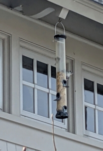 Feeders should be set up where they are easy to see and convenient to fill. They should be placed where seed-hungry squirrels and bird-hungry cats cannot reach them, and if near a window, no more than three feet from the glass to prevent possible collisions.