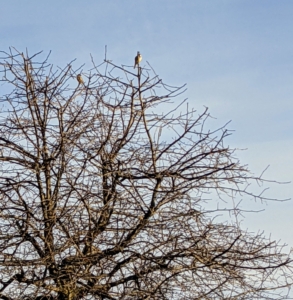 Some of the birds perch patiently in nearby trees until they’re ready to feast.
