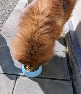 Han is the first to get his food and the first to finish. My dogs love their food and always lick their bowls clean.
