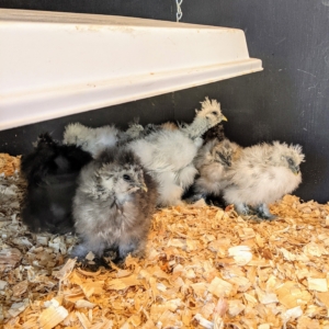 At first the chicks are a bit unsure of their surroundings, huddling together in one corner.