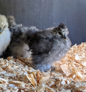 But after a few minutes, they're eager to explore the space. Silkies were originally bred in China. Silkie chickens are known for their characteristically fluffy plumage said to feel like silk or satin to the touch. This one is a beautiful gray Silkie.