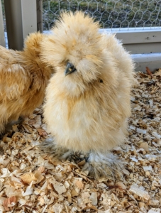 These four older Silkies are doing very well also. Here, one can see their grayish-blue beaks, which are short and quite broad at the base.