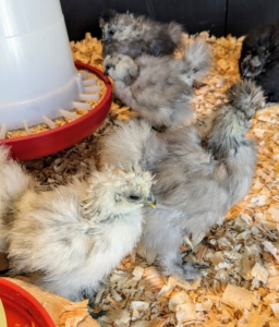 These chicks will eat, drink, and run around for four to six months before they start laying eggs. When they do start laying, the eggs are small and grow larger as the pullet, or young chicken, grows larger.