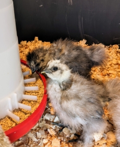 Notice, Silkies have black eyes. Silkies also have black skin, along with black muscles and bones, and dark beaks, combs, and wattles. And, Silkies have extra toes, a genetic condition called polydactyly. Most chickens normally have four toes – a few breeds have five, Silkies among them.
