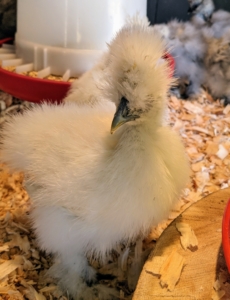 This is a white Silkie chick, a white egg layer. There are eight Silkie color varieties accepted by the American Poultry Association. They include black, blue, buff, gray, partridge, splash, and white.