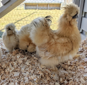 Because the Silkie’s feathers lack functioning barbicels, similar to down on other birds, they are unable to fly, but they do flap and stretch their wings.