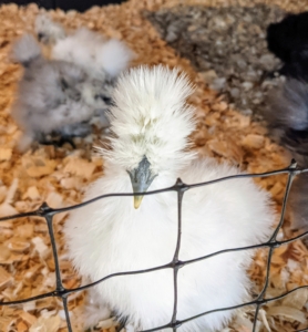 Silkies grow a bit slower than other chicken breeds. This one is growing a pretty fluffy head - hard to see its comb. The combs of Silkie chickens are very dark maroon red. Both male and female chickens have combs, but they're larger in males. Baby chicks hatch with tiny combs that get larger as they mature.