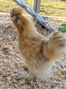 This one is actually a rooster - he's starting to make his “cock-a-doodle-do” crowing noise. He is the biggest in the group and is very curious and friendly. Other differing characteristics between males and females - female Silkies will keep their bodies more horizontally positioned, while males will stand more upright, keeping their chests forward and their necks elongated. Males will also hold their tail more upright, where females will keep it horizontal or slightly dipped toward the ground.