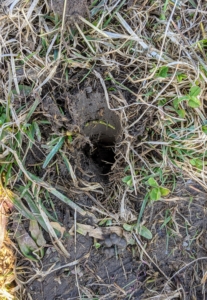 Here is one of the holes left by the aerator.
