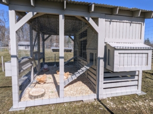 Here is a view from the side - this day temperatures reached nearly 70-degrees Fahrenheit. It was a gorgeous day to introduce our Silkies to their new coop. They will have lots of room.
