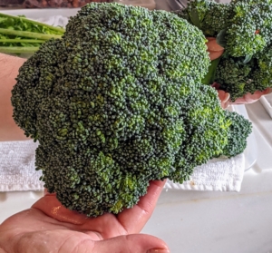 Look at this head of broccoli. This is one of the first broccolis we’ve grown in the greenhouse. To grow broccoli successfully indoors, it must get at least six hours of direct sunlight per day or grow lights timed to provide the same amount of direct exposure. The entire crop looks so beautiful.