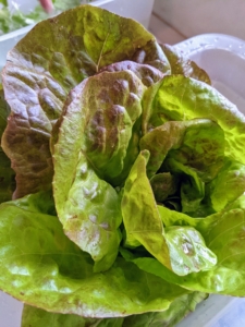 And here is one of the lettuces for our salad. I love using fresh, organic vegetables from my gardens. I always grow lots of varieties of lettuce, so I can enjoy them at dinners and share them with my family and friends.