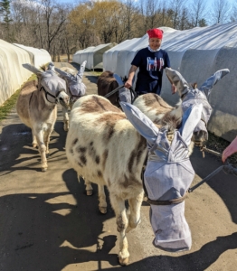 Here, Dolma and Helen walk the donkeys back to the stable for their afternoon meals. Notice, these masks also cover the entire muzzle, which can be very sensitive.