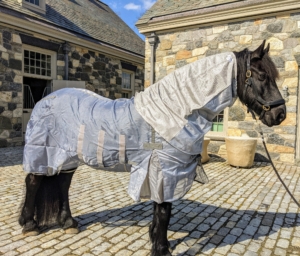Bond is especially sensitive to bug bites, so he also has a fly sheet and fly sheet neck guard.