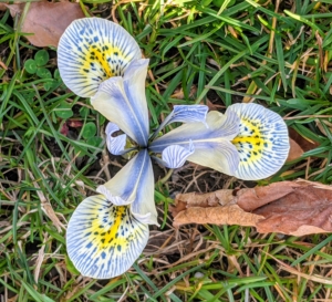 This is ‘Natascha’ miniature iris – a lovely ice blue color. They bloom in early spring and grow to about four to six inches tall.