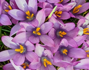 Crocus lives in alpine meadows, rocky mountainsides, scrublands, and woodlands. Patches of crocus can be found everywhere around my farm.