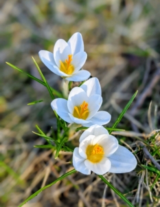 Here are some white crocuses. They only reach about four inches tall, but they naturalize easily, meaning they spread and come back year after year.