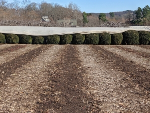 We remove the burlap once the temperatures are consistently above freezing and before Easter. All of the coverings are custom wrapped and sewn to fit each individual shrub, hedge, or bush. This is my herbaceous peony bed which is surrounded by boxwood shrubs.