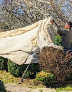 In tighter areas, we build burlap frames using metal supports and wooden stakes. The burlap and all the supplies are removed gently, so as to preserve as much burlap as possible. Any damaged or badly timeworn burlap is saved for use in the gardens as a weed blocking layer under the mulch.