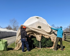 Phurba and Domi remove the burlap from one end of this section of the Boxwood Allee. All of the coverings are custom wrapped and sewn to fit each individual shrub, hedge, or bush. The holes are for any birds that wish to take shelter under the burlap during inclement weather.
