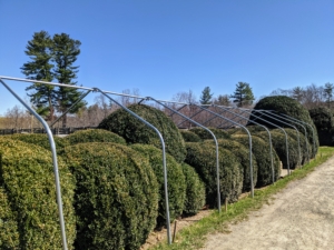For these boxwood shrubs, I use the same metal used to make hoop houses – strong industrial steel ground uprights and purlin pipes.