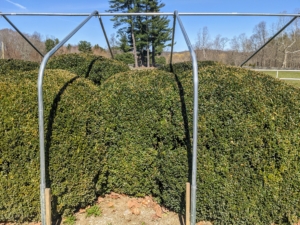 These materials not only provide the necessary support frames for the burlap but also accommodate any growth - one can see how much room there is between the top of the boxwood and the metal frame.