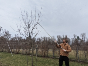 Pasang is an excellent pruner and does a lot of the smaller tree pruning projects at the farm. Here he is shaping the tree and pruning higher branches to help let in light and promote good air circulation.