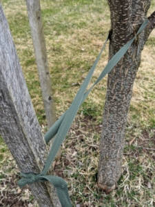 Many of the trees are staked and supported with arbor ties. Notice the figure-eight formation. I always teach every member of the crew to twist the twine or tie into a figure eight before knotting, so the tree or vine or cane is not crushed or strangled.
