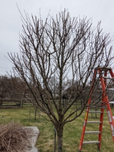 Plum trees are best pruned in a vase format to get a short trunk with several major branches to come off of the trunk at a 45-degree angle. This allows plenty of light and air into the tree.