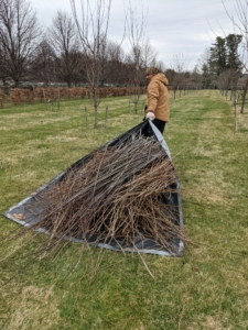 All the trimmed branches are placed on a tarp for easy and quick clean-up. These branches will be placed in our pile for chipping.