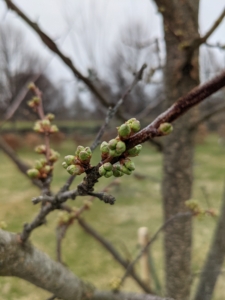 Here are the flower buds of the plum trees. All varieties of plums bloom in late winter to early spring and fruit generally ripens in May through September, depending on the species, cultivar and climate.