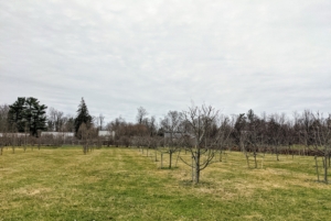 These fruit trees are bare now, but in several weeks, they'll all be leafed out and flowering again. And come mid to late summer, we'll have bounties of delicious, organic and sweet fruits to enjoy! I can almost taste them now.