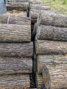 Whenever trees are taken down, we store them in neat piles, so they are easily accessible for reuse. These old, wet stumps will now be moved to the pile for the tub grinder.
