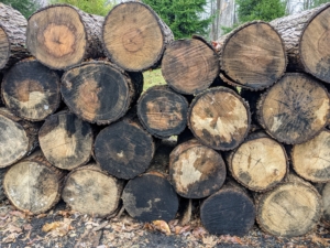These straight, long, large logs will be put through a portable sawmill and made into usable lumber boards. Modern sawmills use a motorized saw to cut logs lengthwise to various sizes. If I cannot save a tree, it is comforting to know I can reuse the wood left behind.