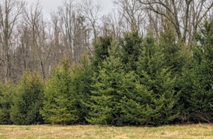 The compost area is located in a field behind my “Christmas tree garden,” where I planted 640 Christmas trees 13-years ago – White Pine, Frasier Fir, Canaan Fir, Norway Spruce, and Blue Spruce. They have all grown so much over the years.