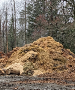 The pile of composting chicken and horse manure, which is filled with nutrients, is smoking - look closely. Healthy organisms in the compost will be active and produce steam even on cold, damp days.