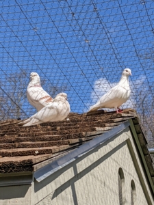 The pigeons are watching very intently from the roof of their coop. The entire project takes less than an hour to complete.