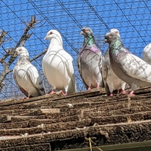 Pigeons are very observant and one of the most intelligent of all the bird species. These birds have a remarkable capacity to recognize and remember many things. Here are some of my fancy pigeons watching their new perch being "planted" in their enclosure.