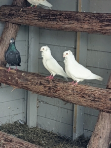 It doesn't take long before the pigeons start using it. They already love their new roost.