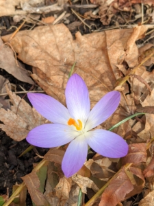 And look, one of the first crocus flowers of spring. It won't be long now - soon we'll have so many flowers blooming around the farm. I can't wait.