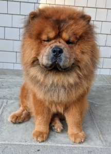Here is Han taking a break after his grooming session. The Chow Chow’s large head with broad, flat skull and short, broad and deep muzzle is proudly carried and accentuated by the big ruff and pronounced scowling expression.