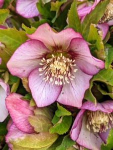 Remember the hellebores? The hellebores continue to show beautifully at the farm. Hellebores are members of the Eurasian genus Helleborus – about 20 species of evergreen perennial flowering plants in the family Ranunculaceae. They blossom during late winter and early spring for up to three months. Hellebores come in a variety of colors and have rose-like blossoms.