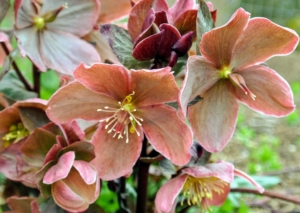 All parts of the hellebore plant are poisonous, including the seeds, so use caution when considering planting location. Hellebores are also deer and vole resistant.