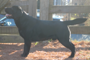 Here is Daniel, Paradocs AK’s Daniel, bred by my mentor Karen Helmers and myself. Daniel is 18 months old and will soon start his show dog career with his handler, Julie.